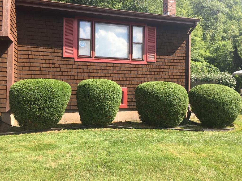 Row of four neatly trimmed hedges in front of a brown house